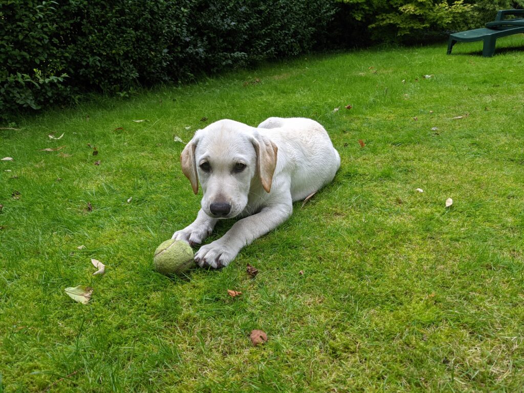 White/yellow Labrador puppy sits on grass with a ball in front of him