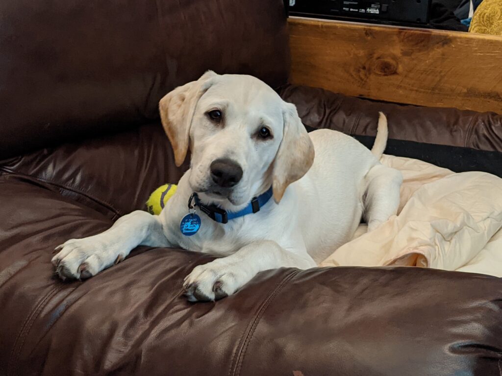 White/yellow Labrador looking at camera whilst sitting in armchair