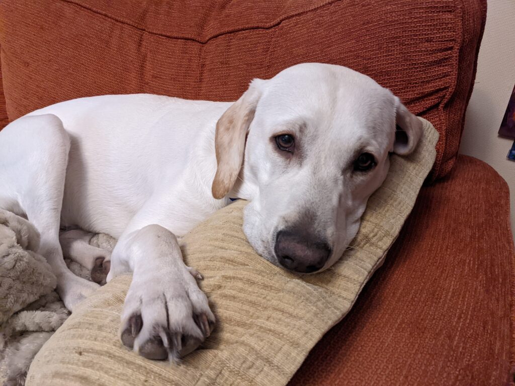 A white/yellow Labrador relaxes on a cushion on a sofa.