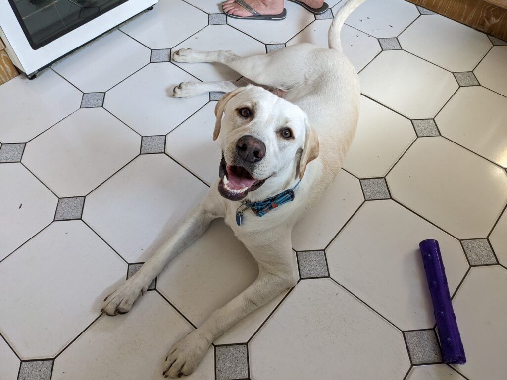 A white/yellow Labrador sits on a tiled floor, smiling at the camera.