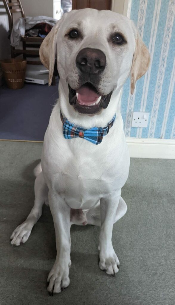 A white/yellow Labrador sits inside a house wearing a bow tie.