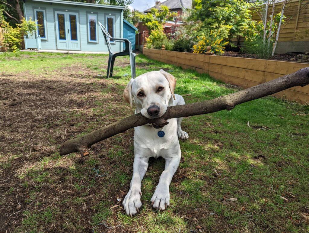 White/yellow Labrador sitting on grass with giant tree branch in his mouth