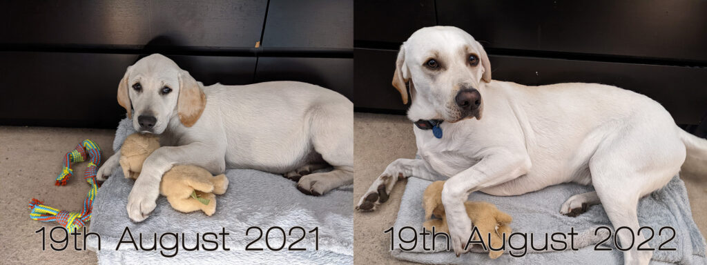 Comparison picture of 19th August in 2021 on the left and 2022 on the right, both pictures containing a white-yellow Labrador on a blanket cuddling a plush Labrador toy.