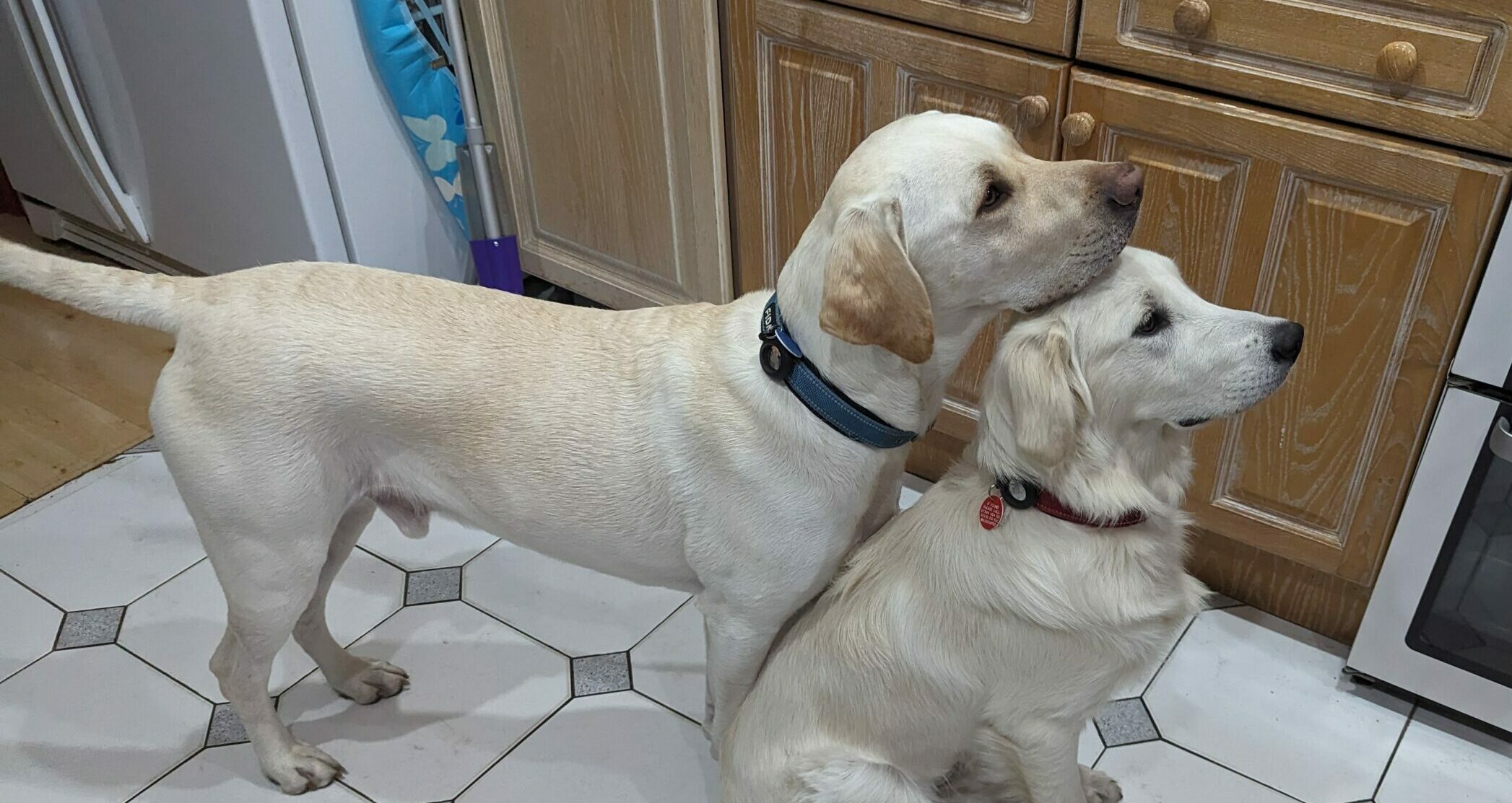 Two dogs - a labrador and a retriever. The labrador is resting his head on the head of the retriever.
